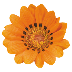 Газания блестящая Талент Оранжевая 8шт Мировые Семена VITA GREEN