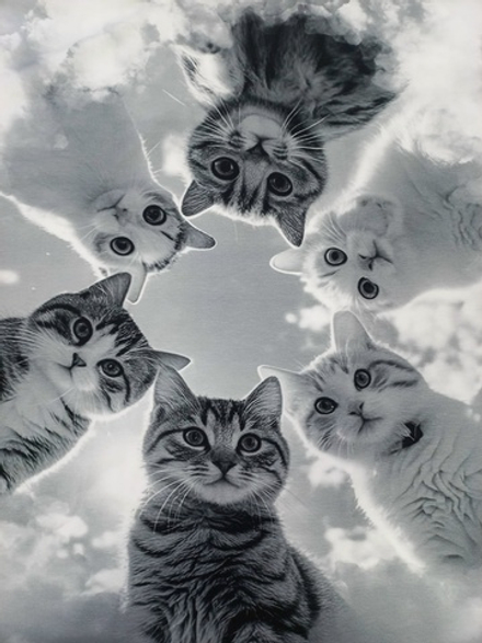 Кулирка Купон Котики на черно-белом фоне