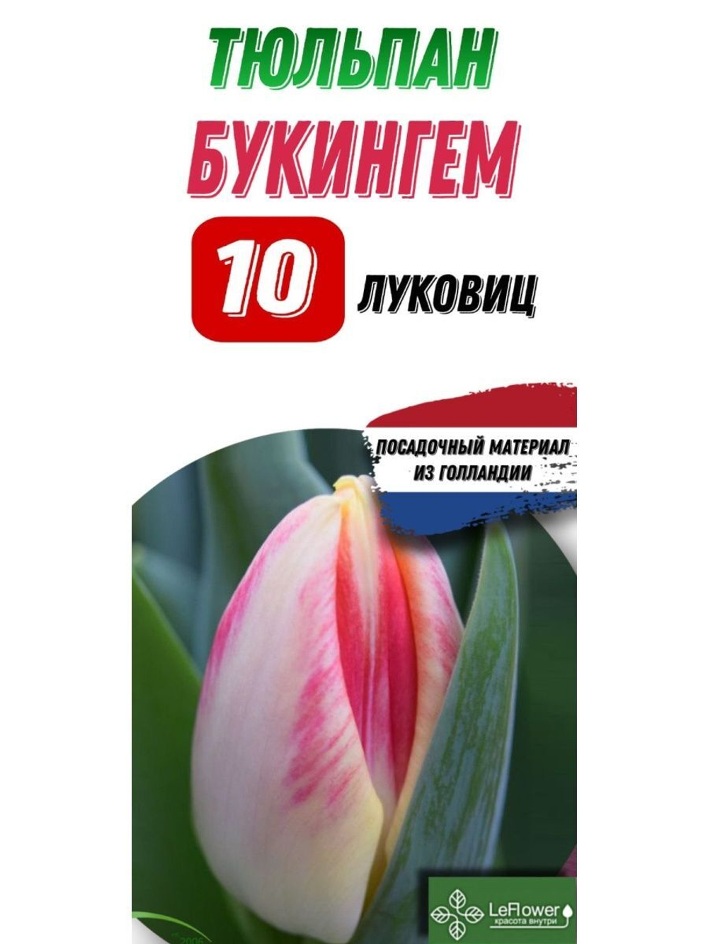 Тюльпан Луковица, Букингем, 10шт