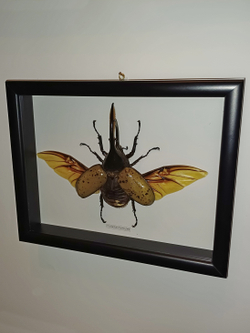 Жук Dynastes hercules 120 мм в рамке