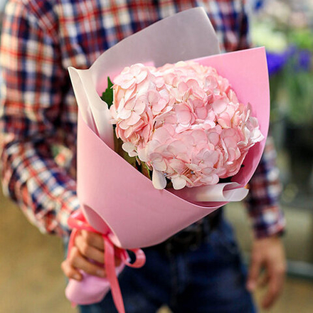 Гортензия в упаковке