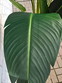 Большое искусственное растение в интерьере офиса — декоративное растение для рабочего пространства и дома