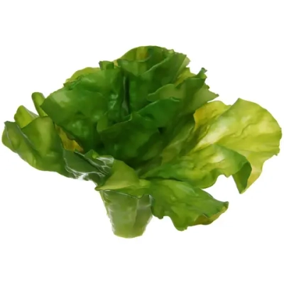 Муляж «Салат Латук» 17*15см