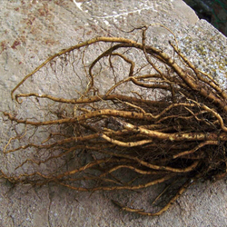 Алтей лекарственный (корень) 500 г