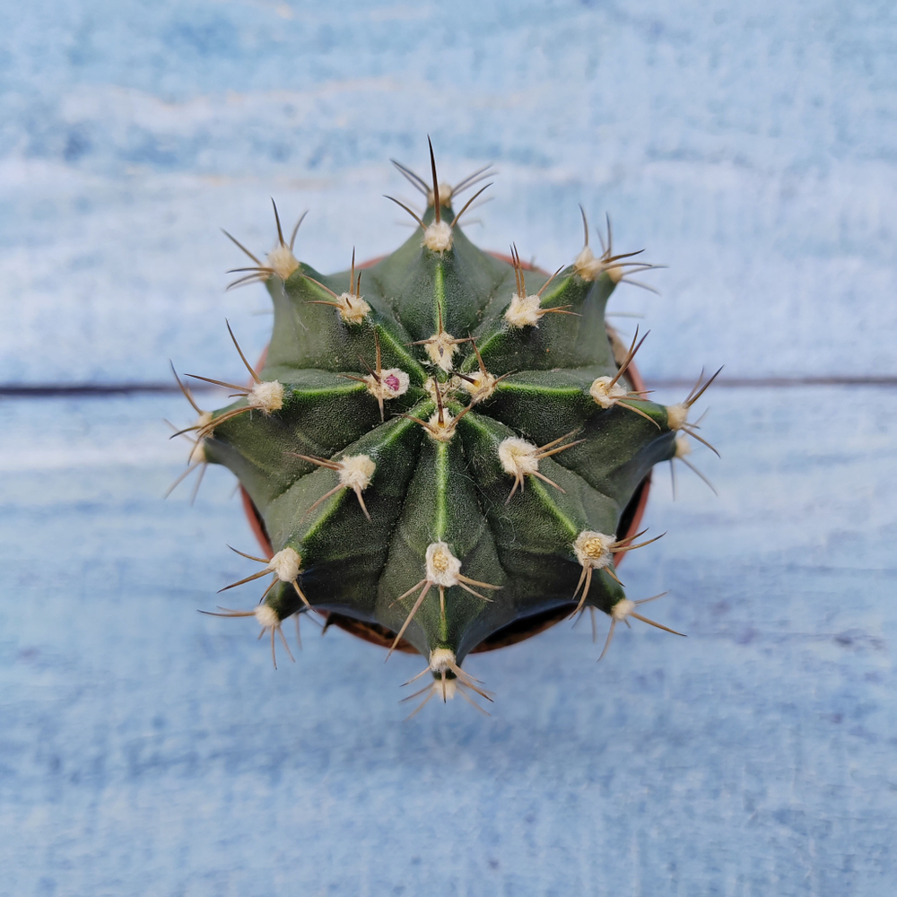 Gymnocalycium Friedrichii (Гимнокалициум)