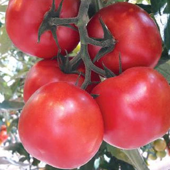 Партова_F1_семена_томата_индетерминантного_Seminis – фото 4