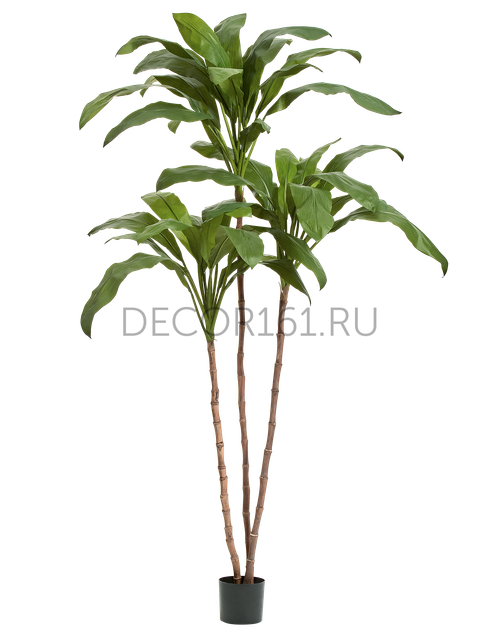 Кордилина Фрутикоза зелёная в-210 см 2/2 10.25007N