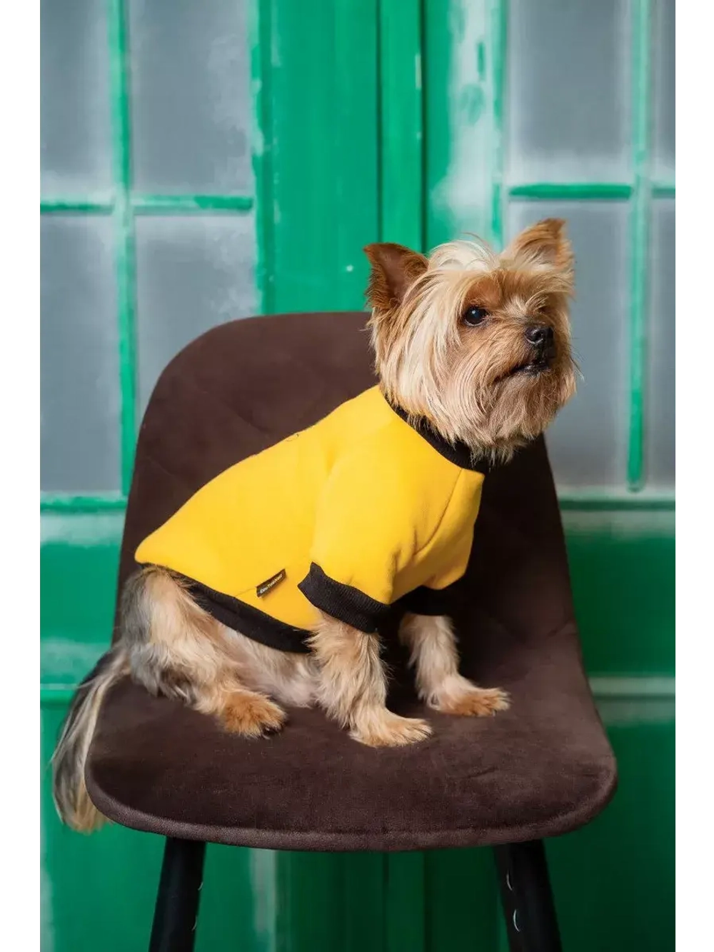 Толстовка для собак и кошек