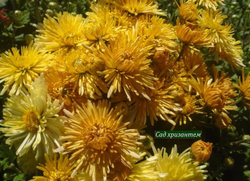Корейская хризантема Хуторянка  ☘ з.81  (отгрузка Май)