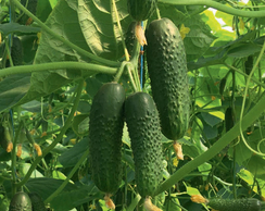 МАДЕЙРА F1 семена огурца (Seminis | Alexagro)