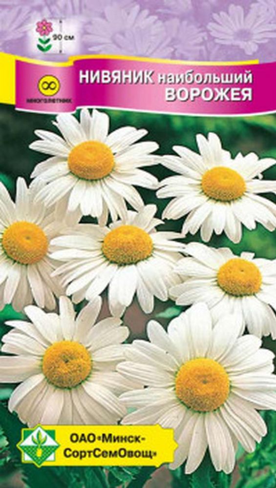 Нивянник наибольший "Ворожея " 0,3г., Германия. Нивянник наибольший "Ворожея " 0,3г., Германия.