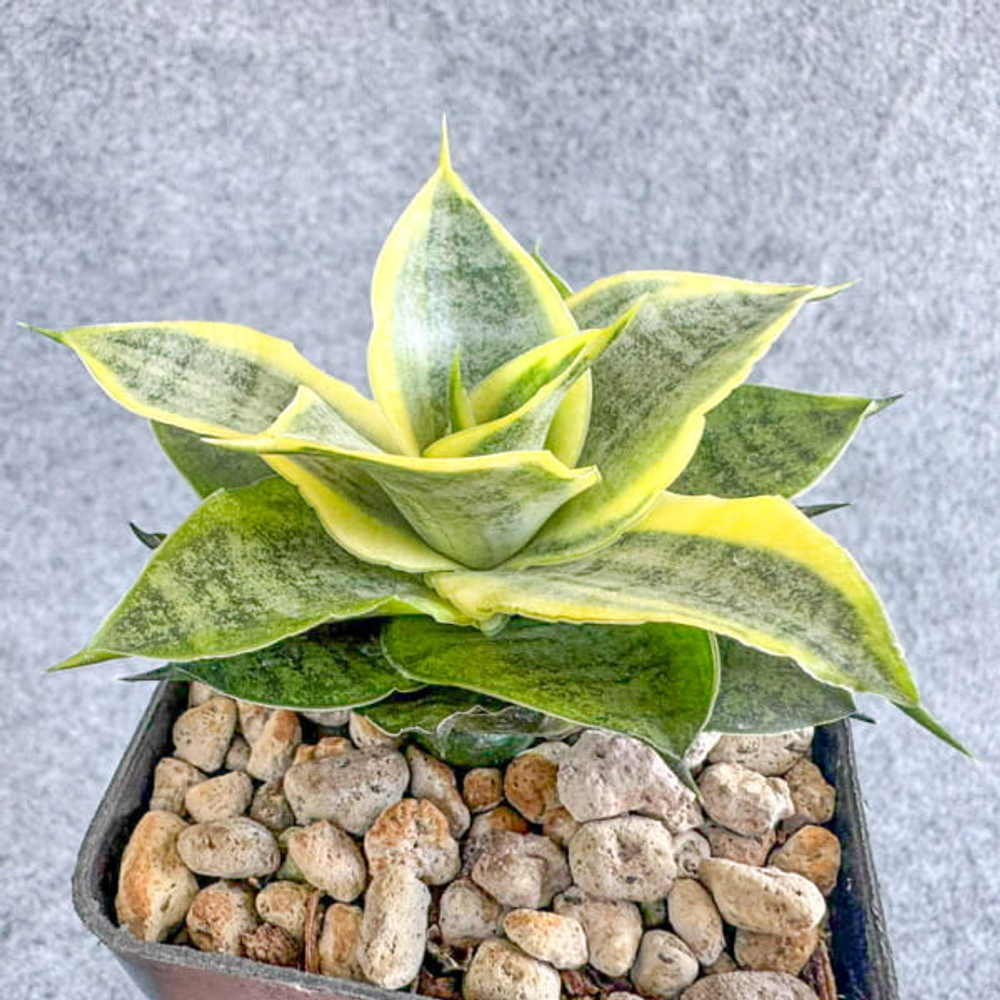 Сансевиерия MOONGLOW