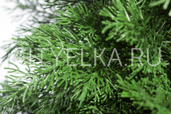 Туя шар на ножке