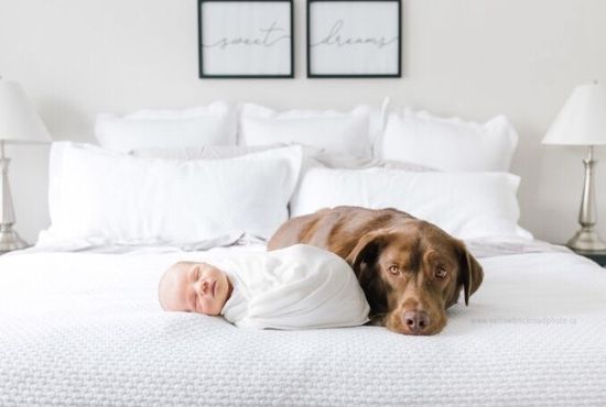 Как подготовить собаку к появлению ребенка в семье?