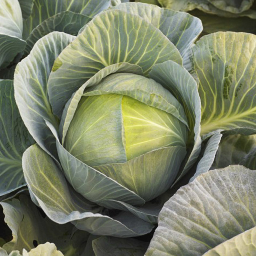 Профессор F1 семена капусты белокочанной (Syngenta / Сингента)