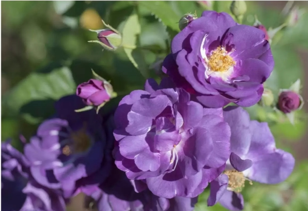Рапсодия ин Блю (Rhapsody in Blue)