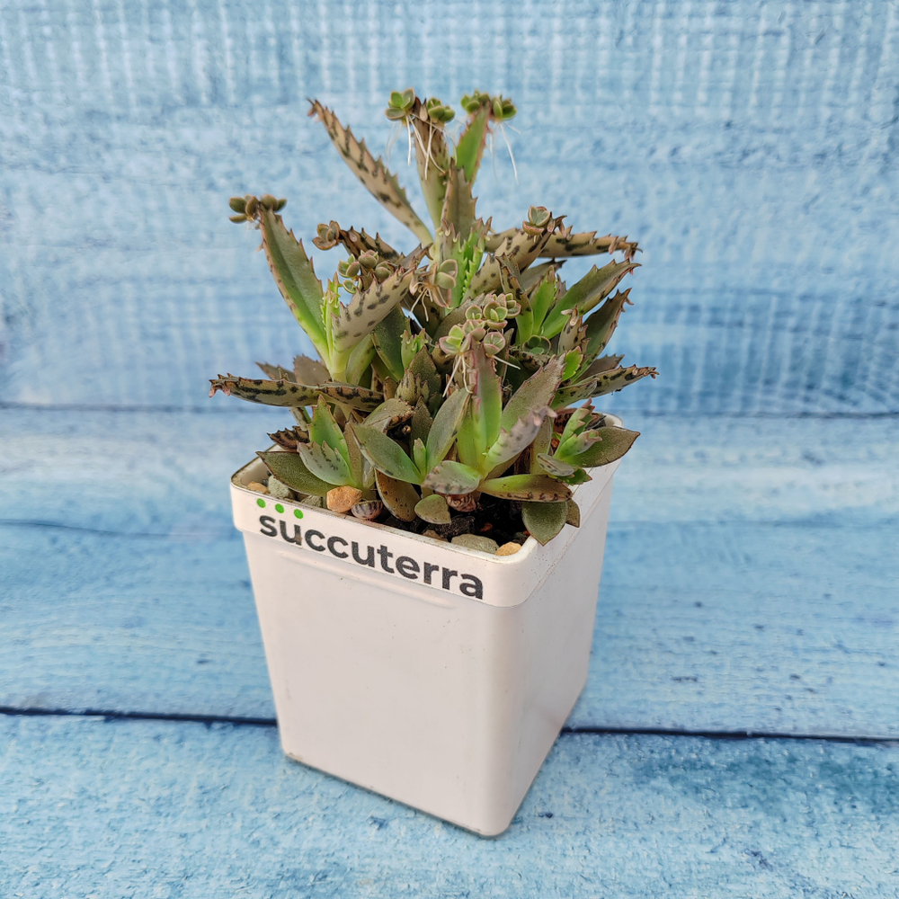 Kalanchoe Serrata (Каланхоэ)
