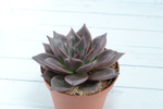 Echeveria Taurus (Эхеверия Таурус) (SCT29328)