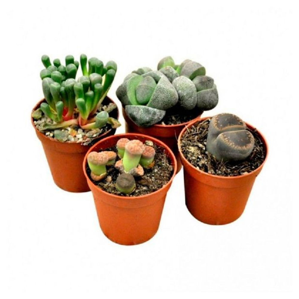 Литопс микс д.5,5