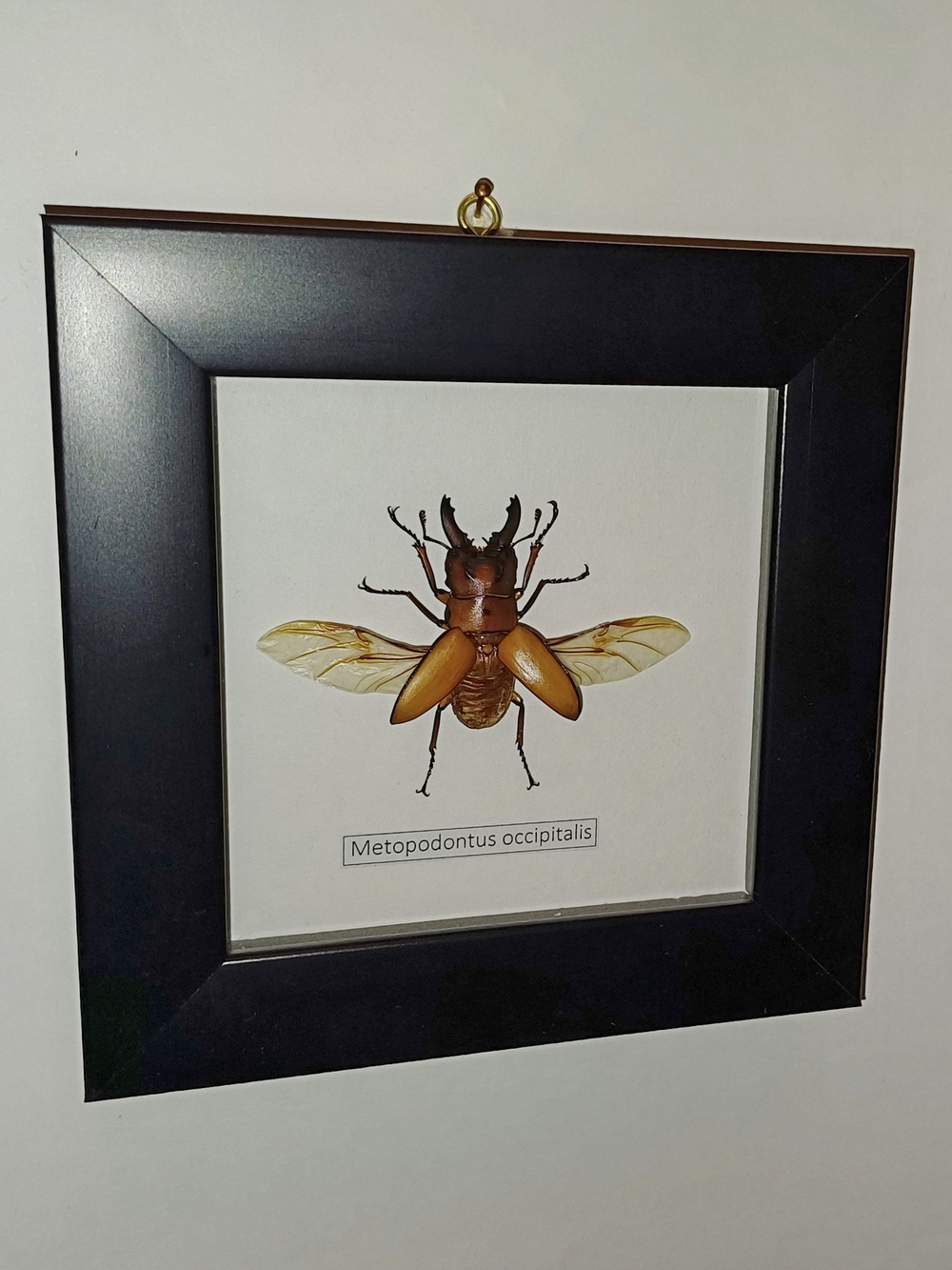 Жук Рогач Metopodontus occipitalis в рамке