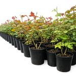 Роза шраб "Patte de Velours"