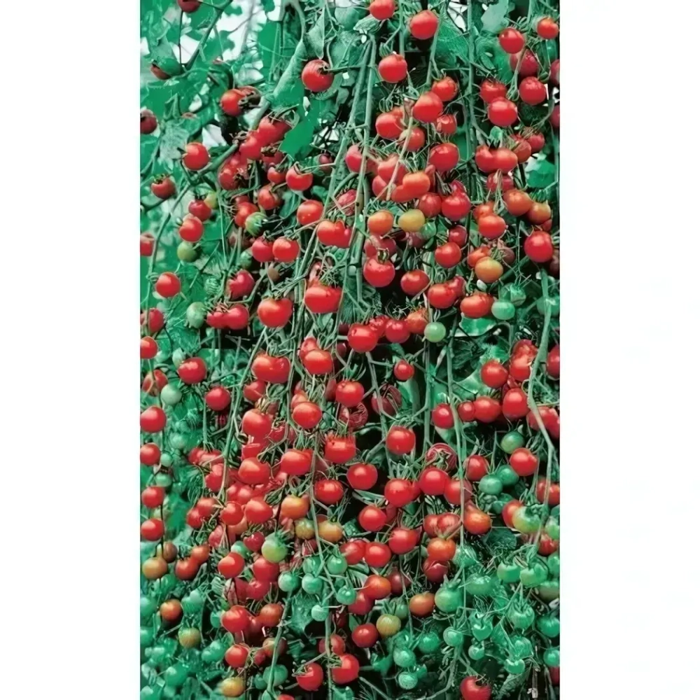 Семена Томат Дюймовочка (УД) Е/П