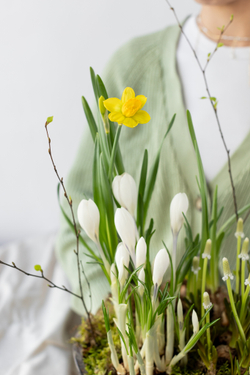 Первоцветы в хрустальной вазе — гиацинты и нарциссы