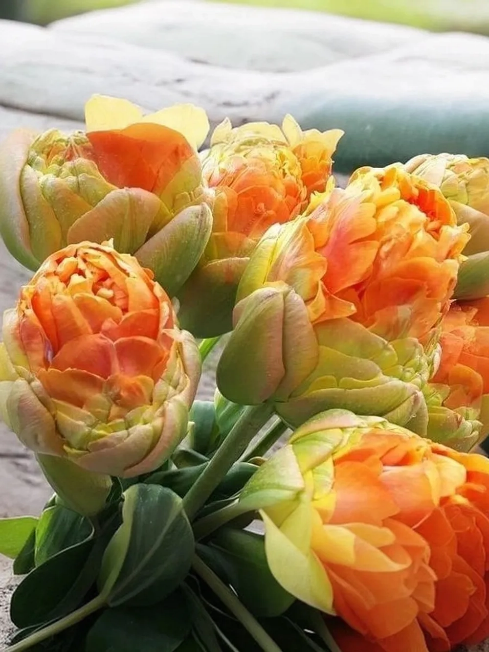 Тюльпан Пионовидный Ле Лаванду