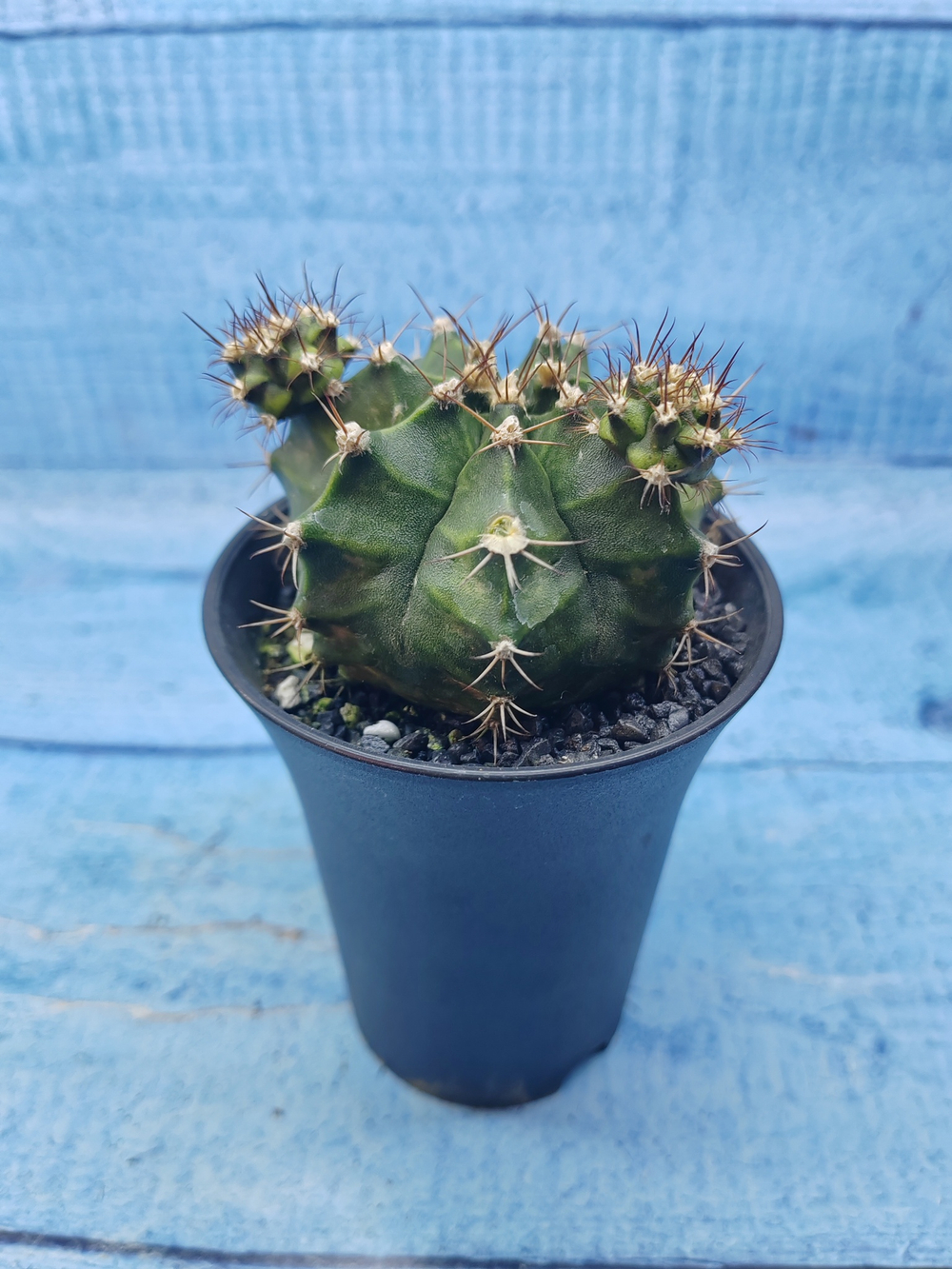 Gymnocalycium Mihanovichii (Гимнокалициум)