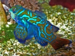 Synchiropus splendidus (Мандаринка)