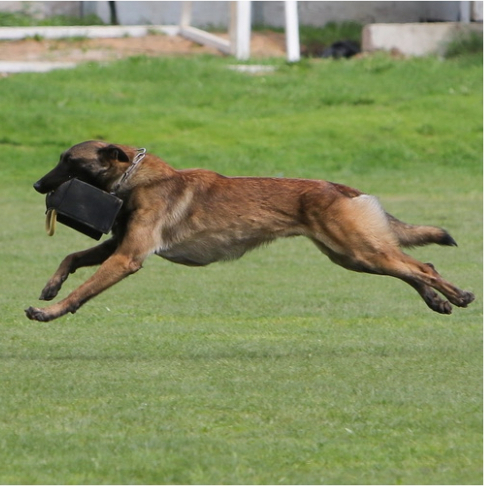 Жгут "Pro Guide" для обучения командам Schutzhund