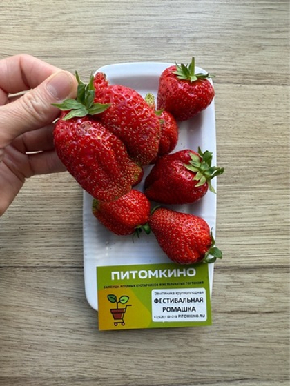 Земляника крупноплодная Фестивальная ромашка