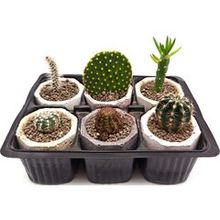 Набор суккулентов D5 №80223