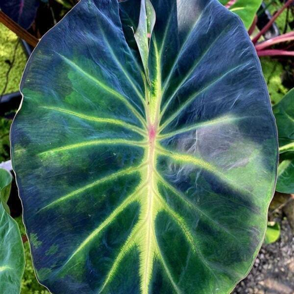 Колоказия FORTUNE STAR