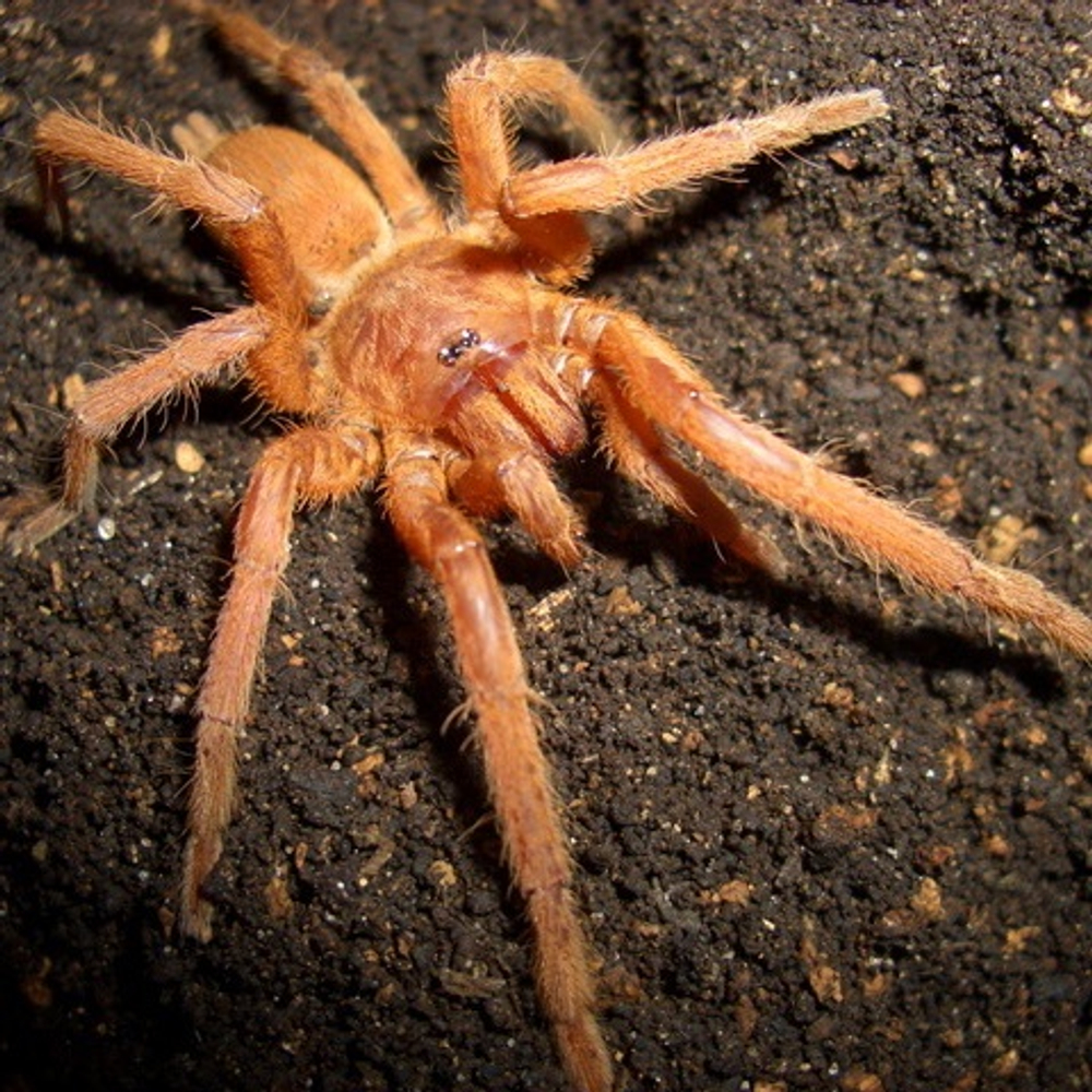 Паук-птицеед Orphnaecus philippinus (Selenobrachys philippinus)