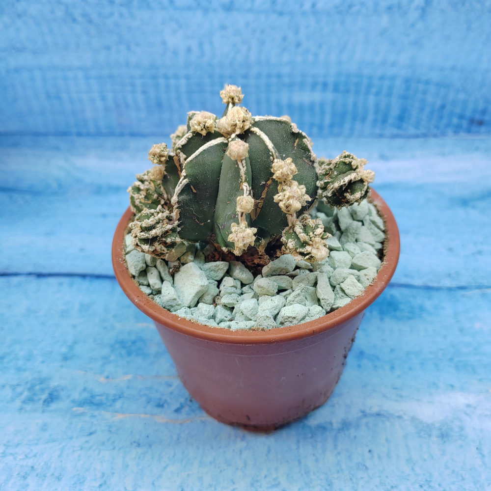 Astrophytum Myriostigma "Hakujo Fukuryu"  (Астрофитум)