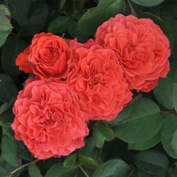 Леди Оф Белград (Lady Of Belgrade)