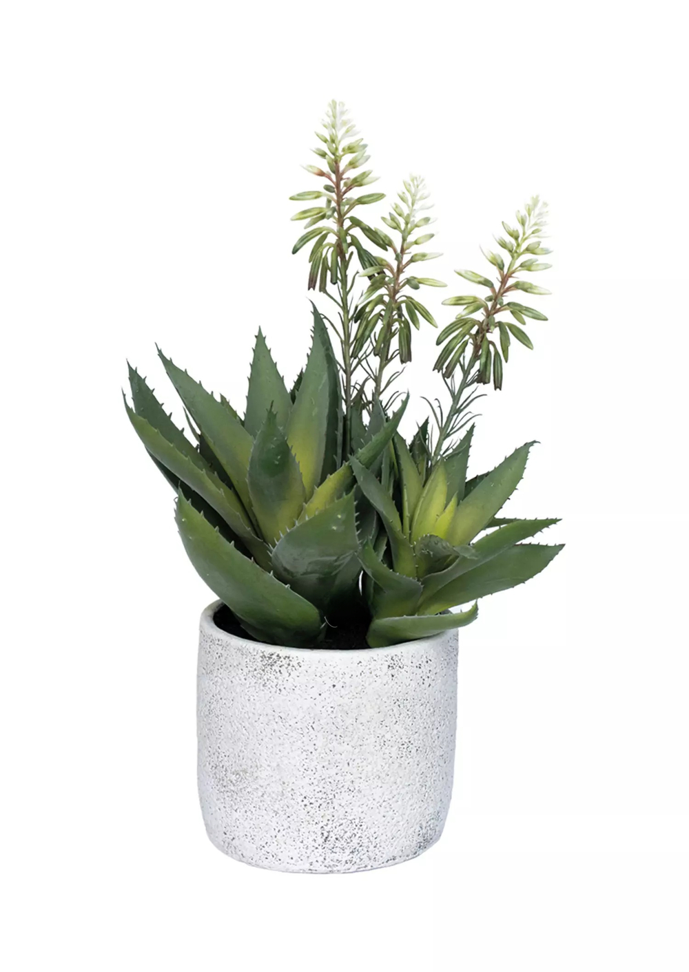 Алоэ цветущий