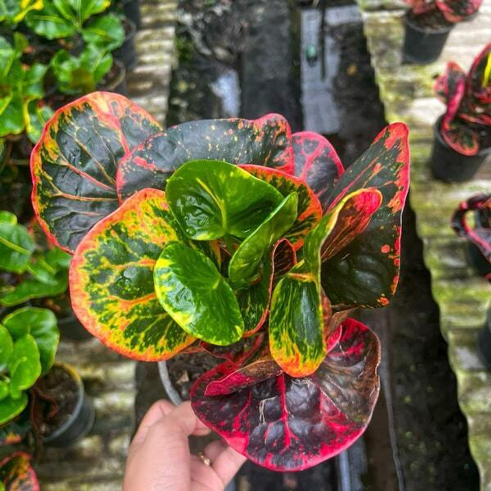 Кротон PHON ARUN