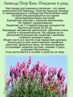 Лаванда Дип Роуз широколистная  розовая многолетняя