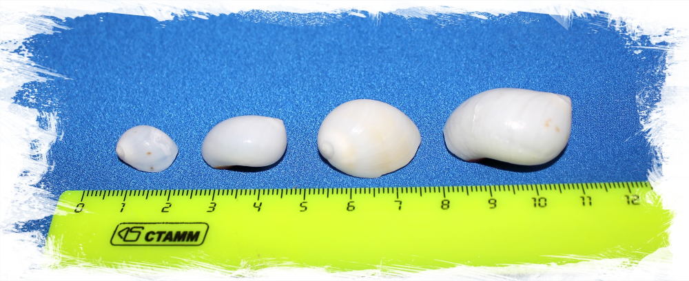 Лунная Белая ракушка с оранжевой полосой