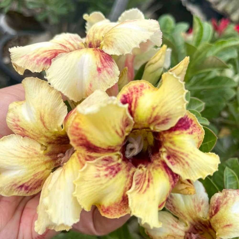 Адениум обесум MORNING SKY