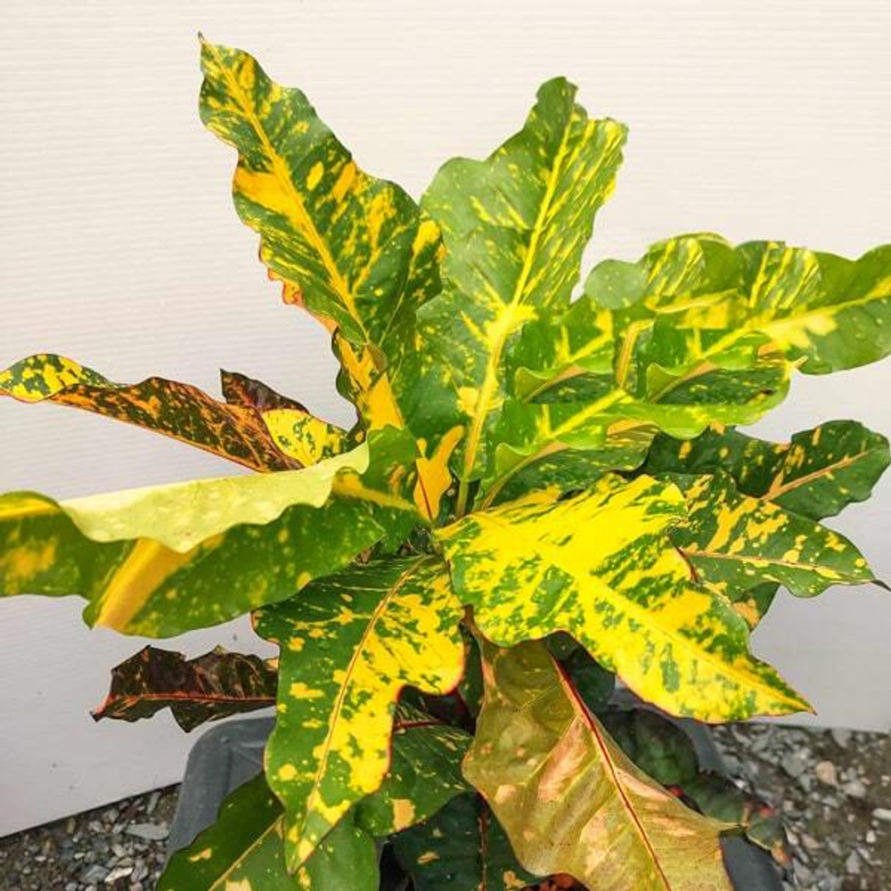 Кротон LADDAWAN