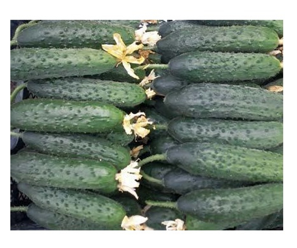 Габри F1 семена огурца партенокарпического (Sakata / Саката)