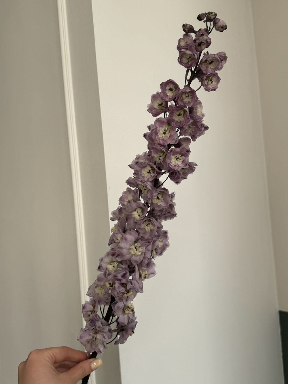 Дельфиниум сиреневый