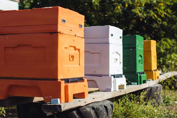 Почему ульи ППУ BIENENHAUS — это ваша лучшая инвестиция в пчеловодство