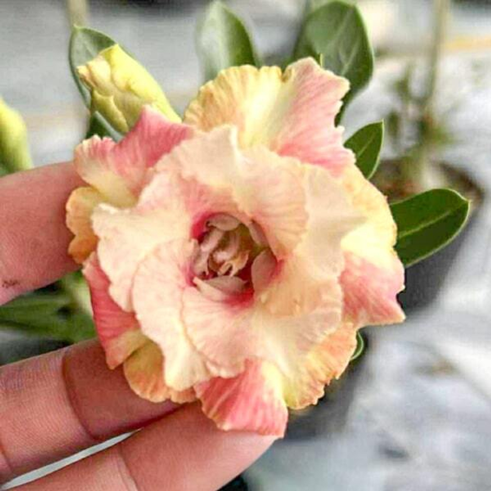 Адениум NOM YEN