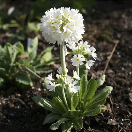 Примула мелкозубчатая Альба С2