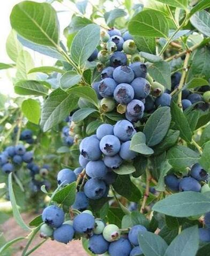 Голубика Дюк