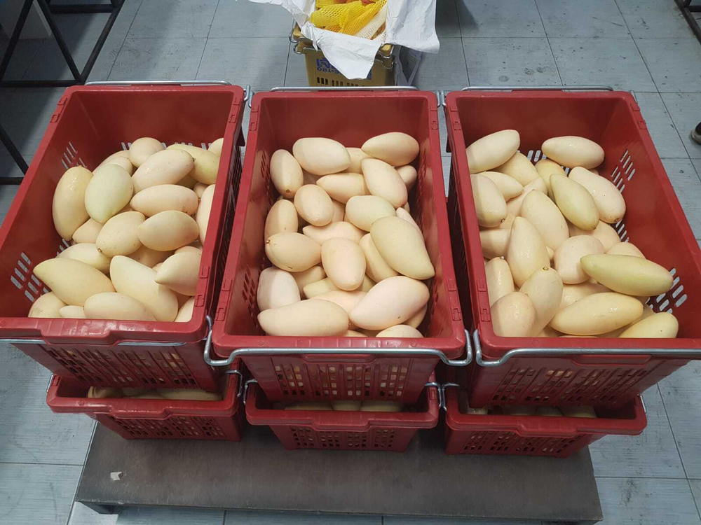 МАНГО- сорт "КЕЙТ" (ЕГИПЕТ)